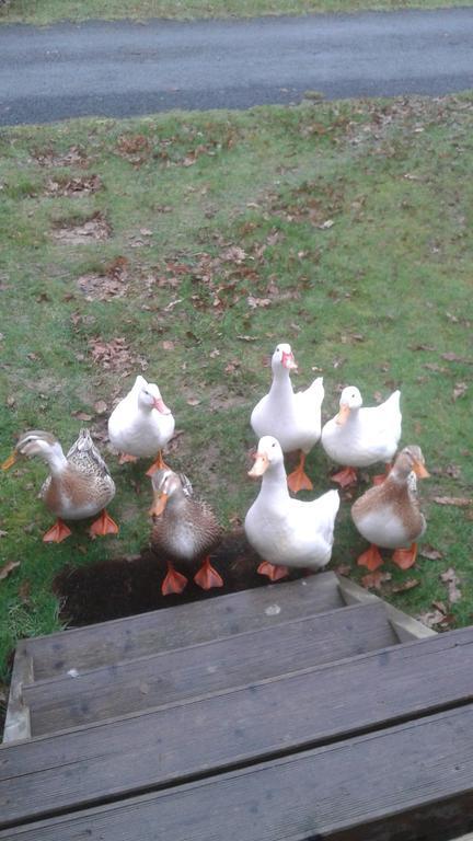 Hebergement Dans Un Domaine A Litteau Exterior photo
